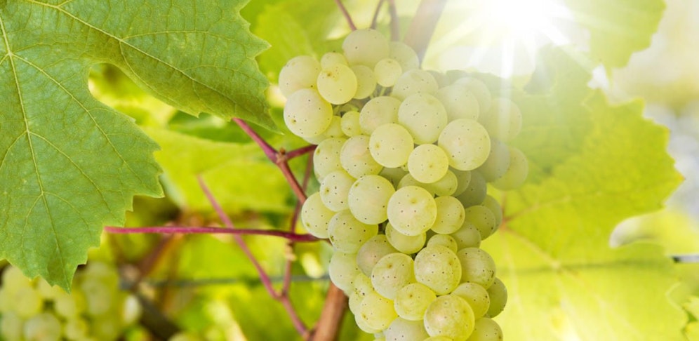 Die ewige Hitze macht den österreichischen Trauben zu schaffen. (Symbolbild)