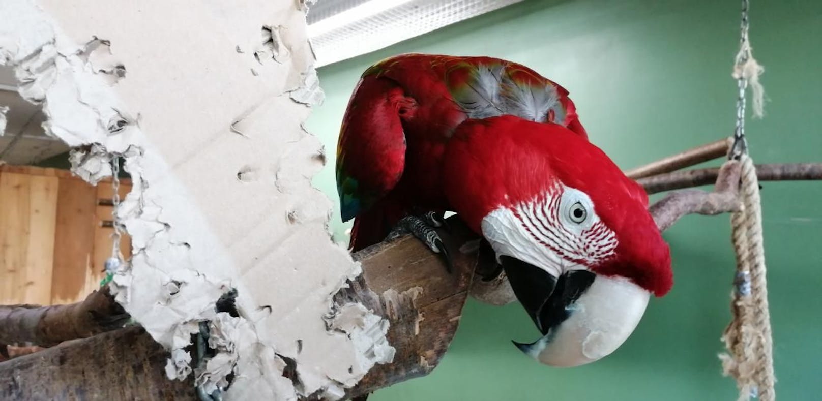 Nachbar klagte wegen Lärm von Papageien-Paar