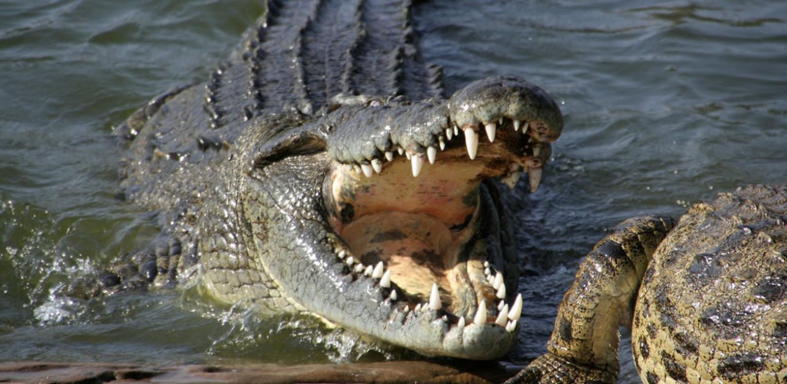 Krokodil beißt Wildpinkler den Arm ab