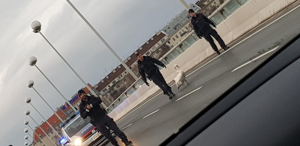 Nicht zum ersten Mal musste die Polizei am Donnerstag einen Schwan von der Reichsbrücke eskortieren.