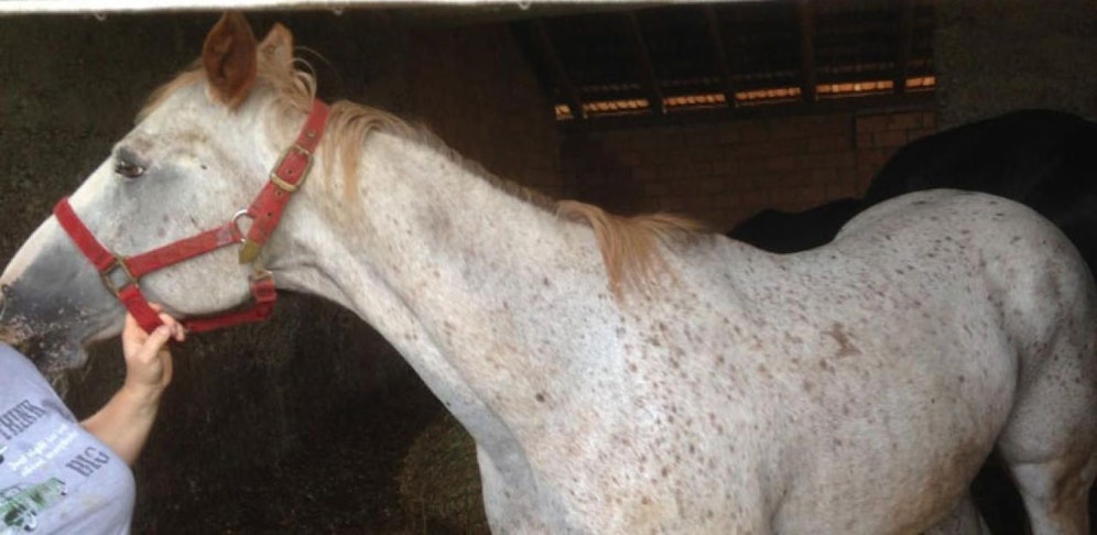 Auf diese Stute hat es der Mann abgesehen.