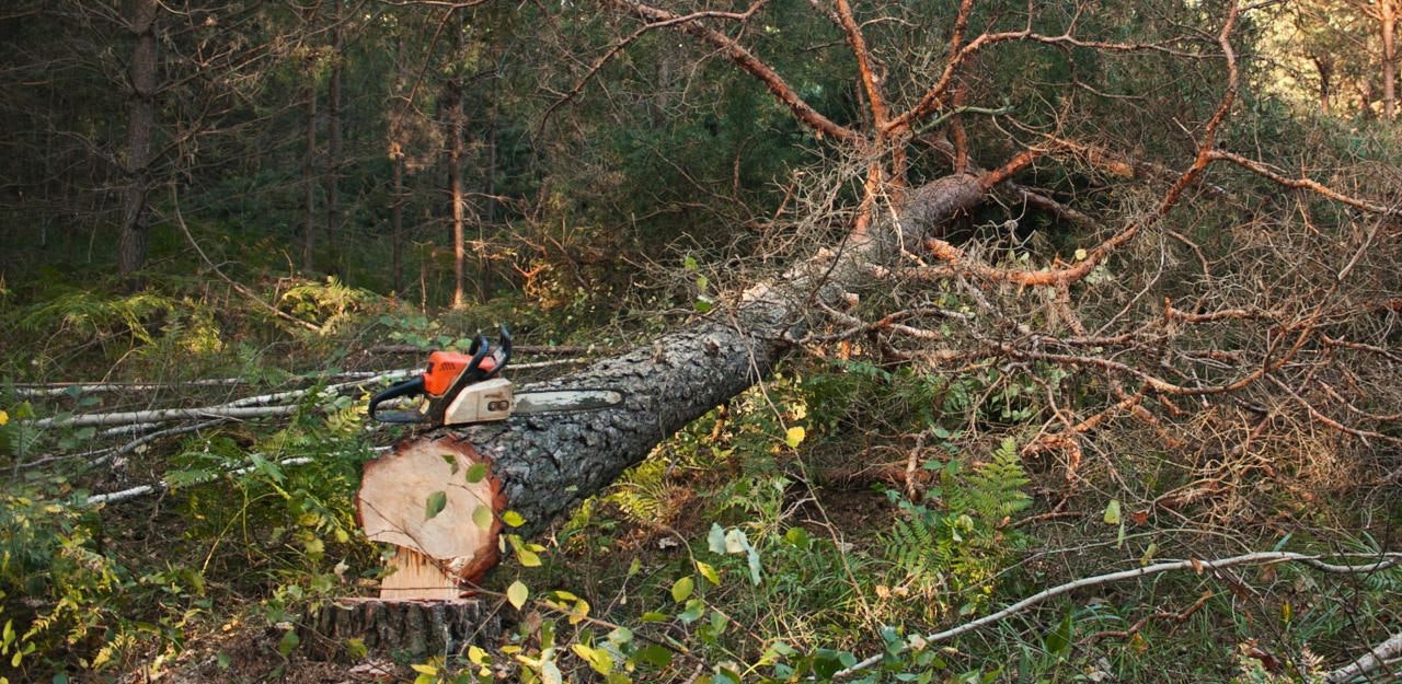 Heute.at - Mann unter Baum begraben, Jogger hörten seine Schreie
