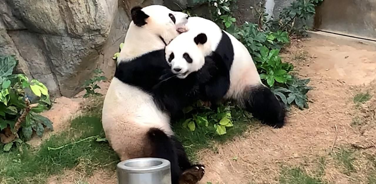 Paarungen im Zoo finden nicht immer nur hinter versteckten Mauern statt.
