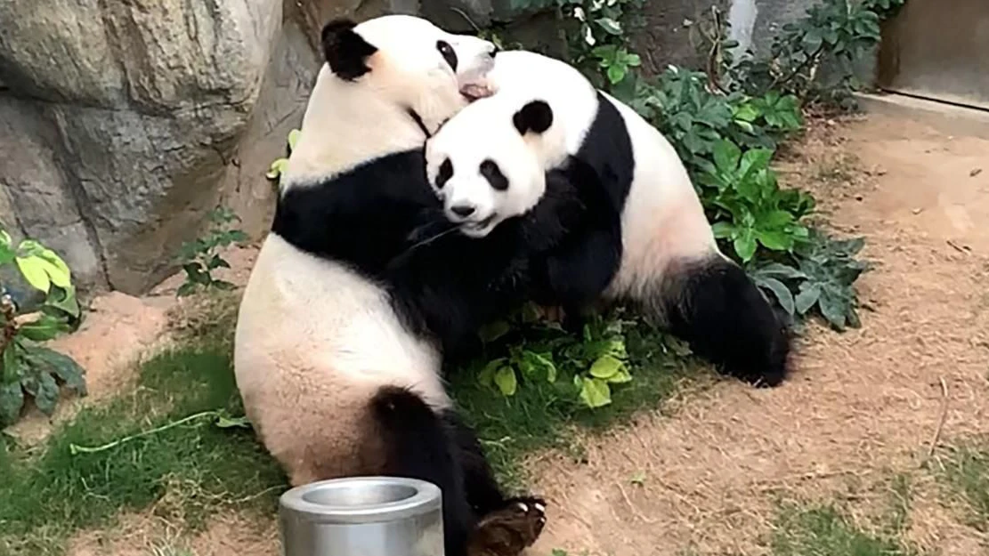 Früherziehung! Zoo zeigt Kindern, wie Tiere Sex haben