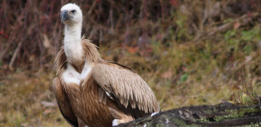 Gypsi hatte keine Chance.