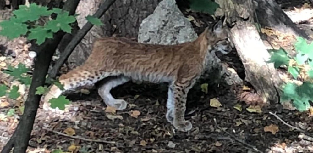 Entlaufenes Luchsjunges "Simba" wurde eingefangen.