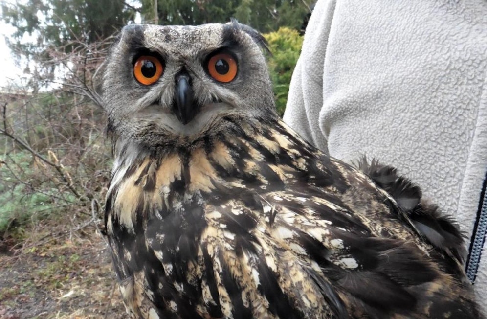 Der Uhu wurde flugunfähig im Bezirk Horn gefunden. Er darf sein restliches Leben jetzt in der Eulen- und Greifvogelstation in Haringsee verbringen.
