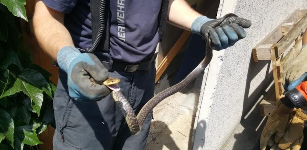 Die Schlange konnte von einem fachkundigen Floriani eingefangen werden. 