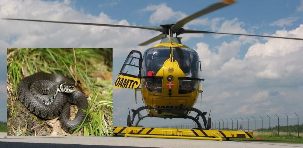 Schlange biss Kind - Hubschrauber musste landen