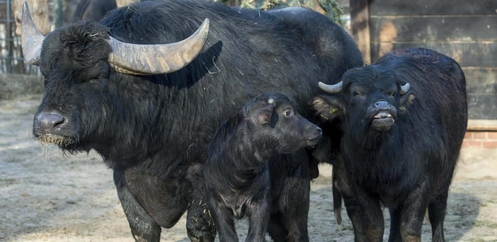 Die Wasserbüffel sind aus einem Gehege ausgebrochen und auf die Autobahn gelaufen.