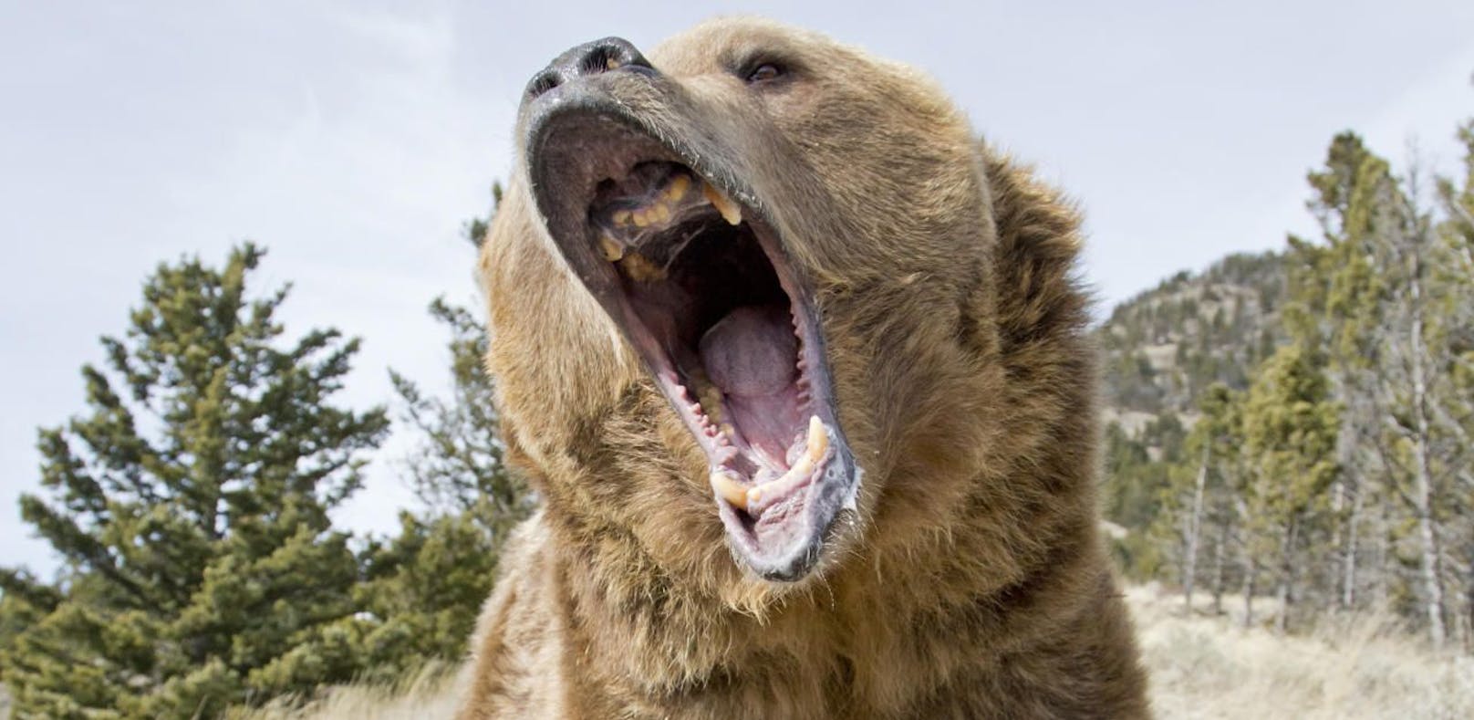 In Kanada tötete ein Grizzlybär eine Mutter und ihr Baby