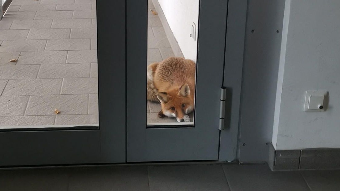 Fuchs in Stiegenhaus in Wien auf Nahrungssuche - Leser | heute.at