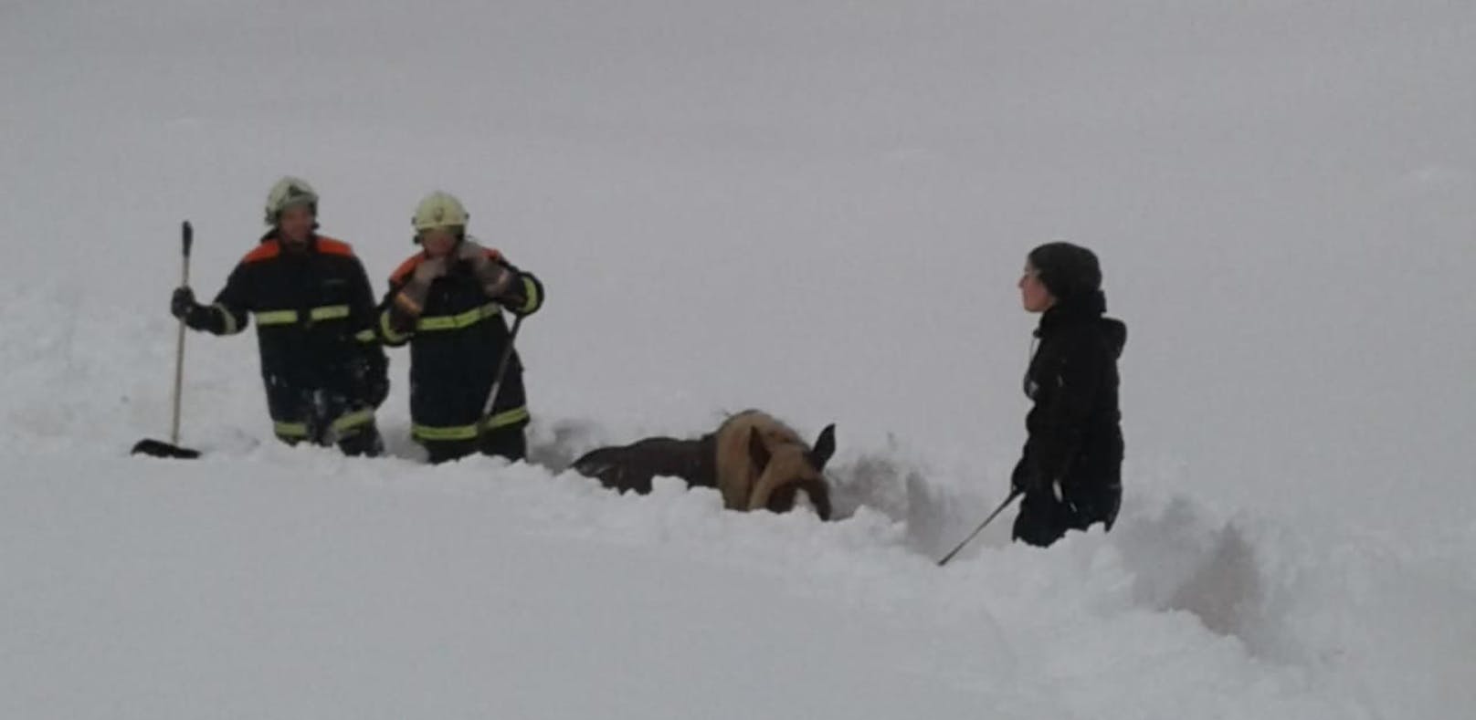 Feuerwehr schaufelt Pferd aus metertiefem Schnee