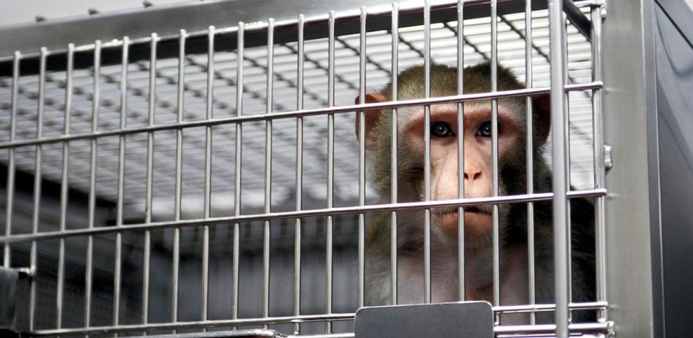 Versuche mit Affen (Symbolbild)