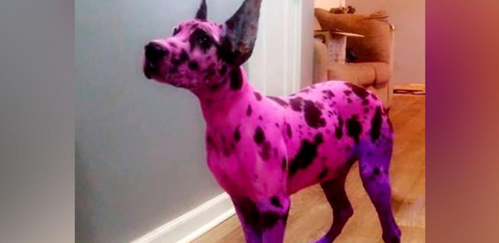 Frau färbt Dogge pink, damit sie "harmlos" wirkt
