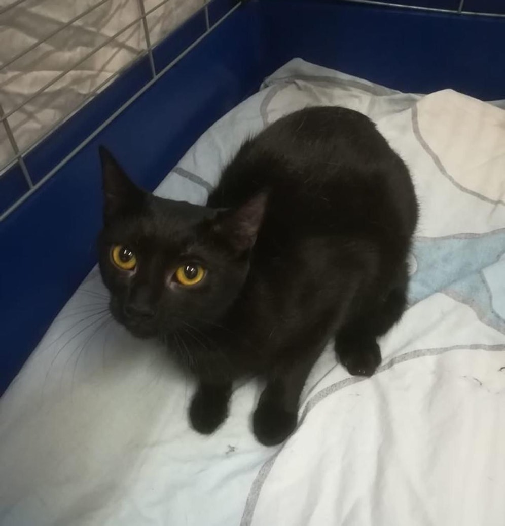 Diese Katze wurde ausgesetzt. Sie befindet sich jetzt im Tierheim am Dechanthof in Mistelbach.