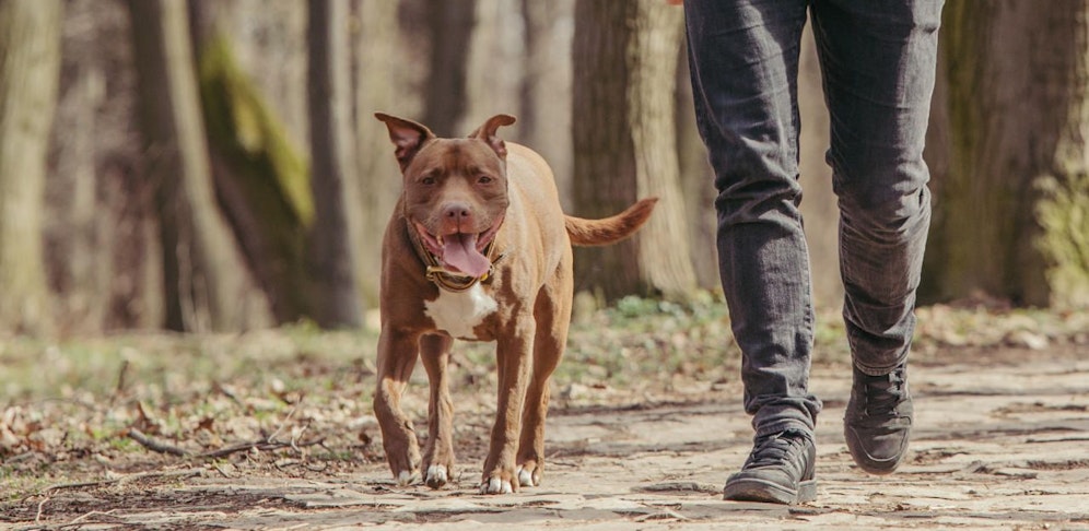 Ein Hund mit seinem Herrchen im Wald. Symbolfoto