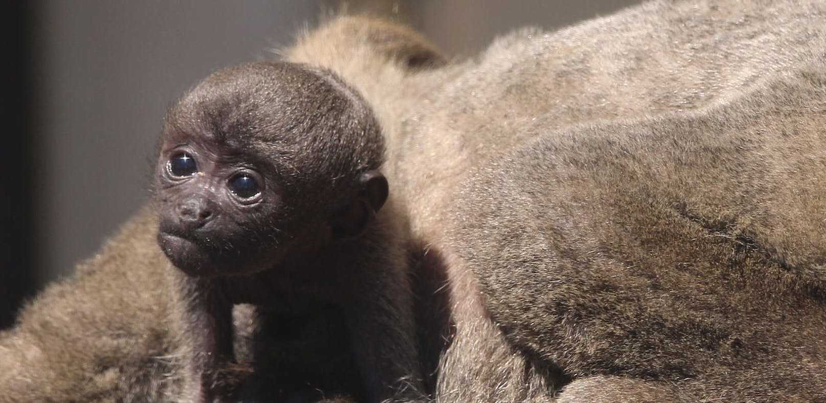 Das süße Affenbaby im Zoo Schmiding entwickelt sich prächtig.