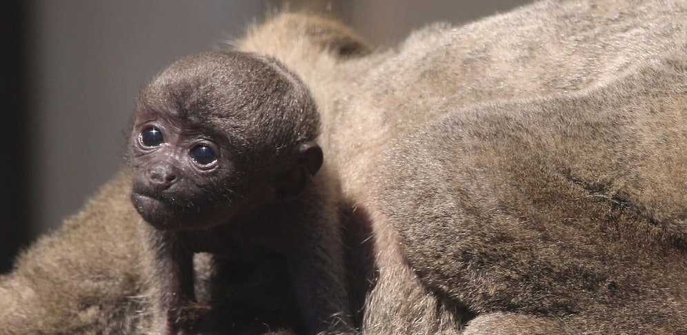 Das süße Affenbaby im Zoo Schmiding entwickelt sich prächtig.
