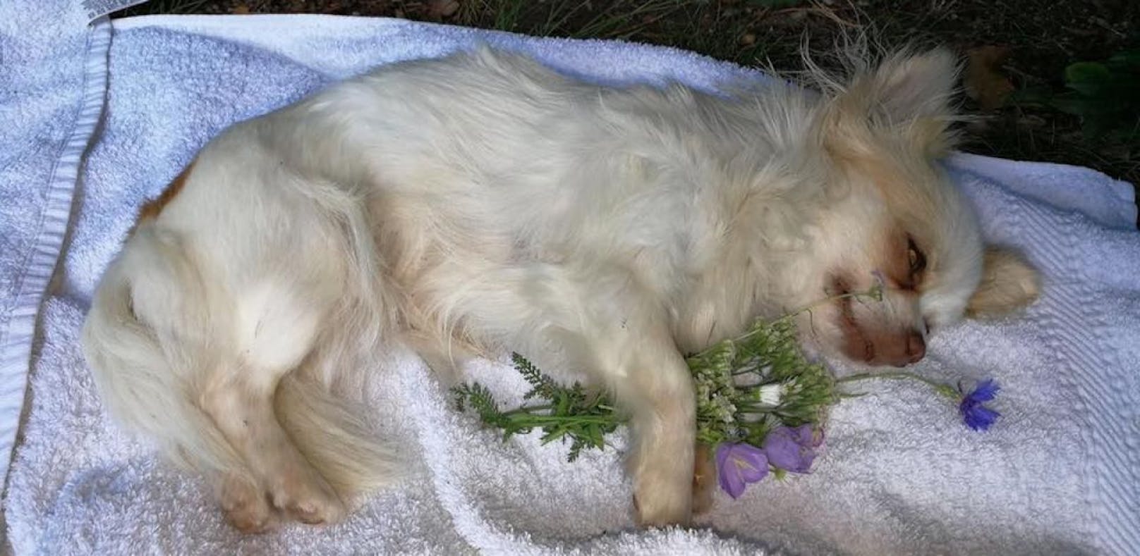Chihuahua "Bounty" von Hund zu Tode geschüttelt