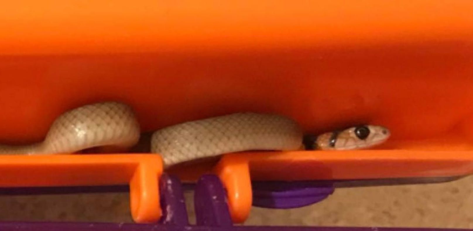 Mini-Giftschlange in Jausenbox gefunden