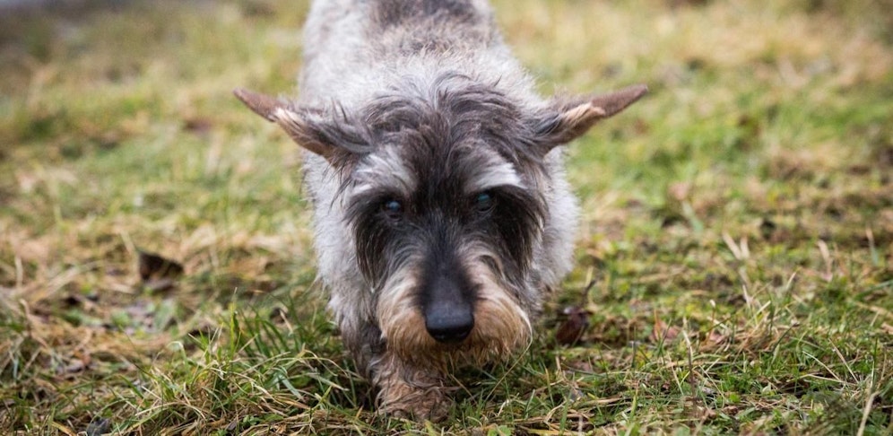 Der Hausbesitzer fand den Dackel im Garten. (Symbol)