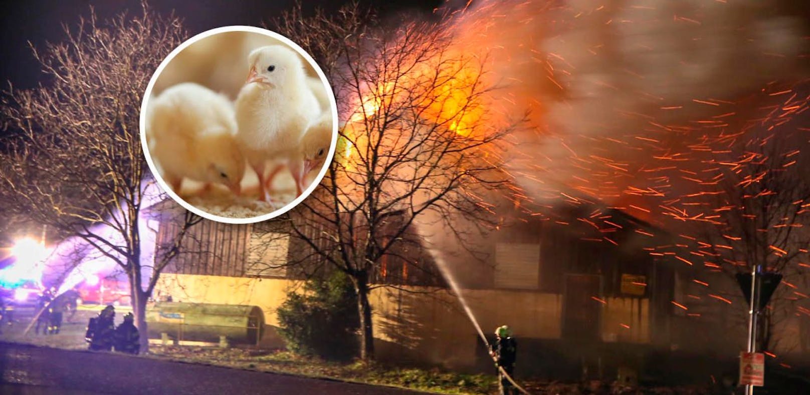Ein Hühnerstall in Schwand im Innkreis ging Montagnachmittag in Flammen auf. Tiere wurden zum Glück keine verletzt. 