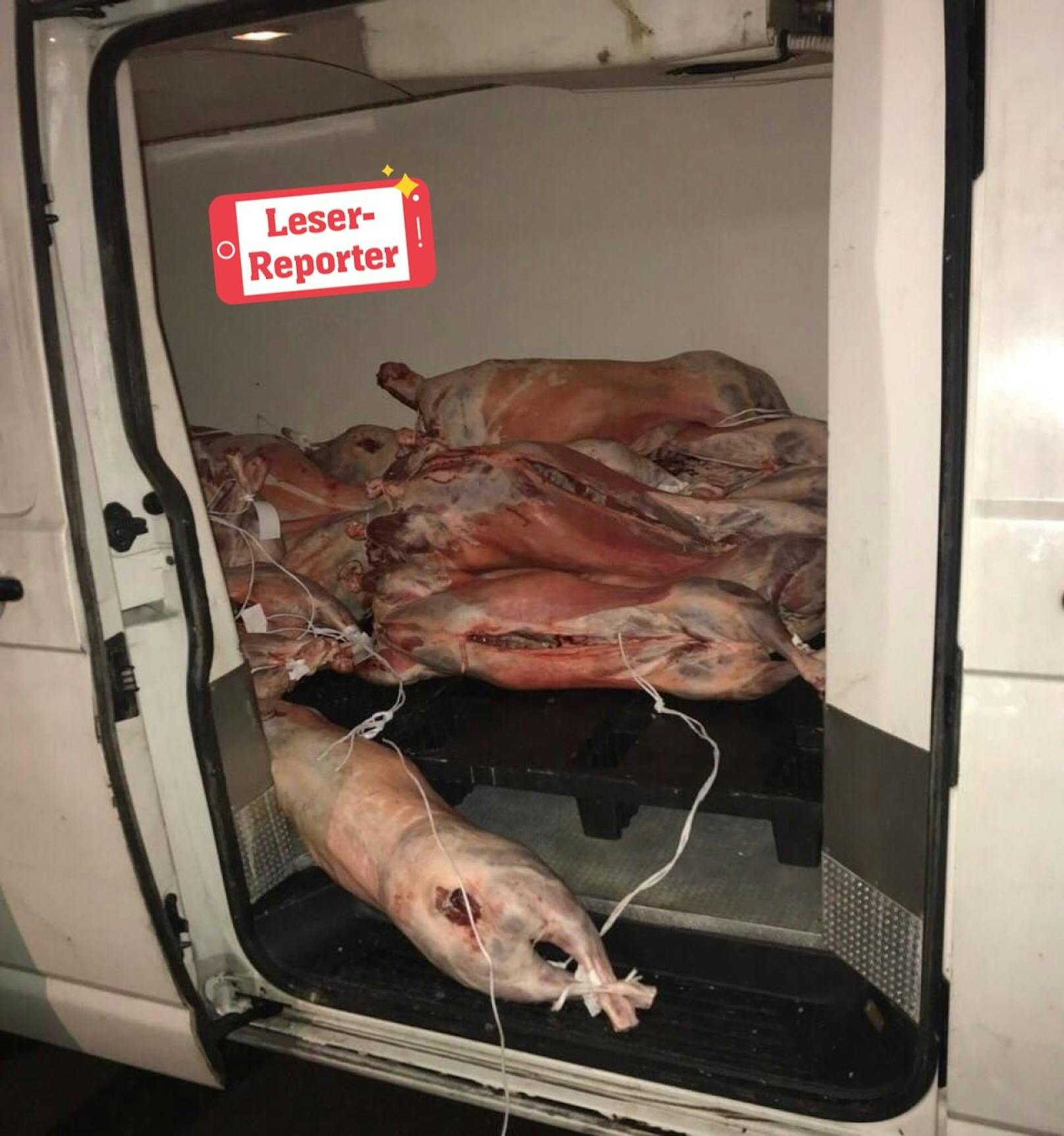 Die Schweine lagen in diesem offenen Transporter am Brunnenmarkt in Wien. 