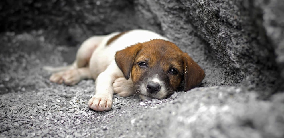 Der Welpe wurde von Rumänien nach Graz geschleppt und dort zum Verkauf angeboten