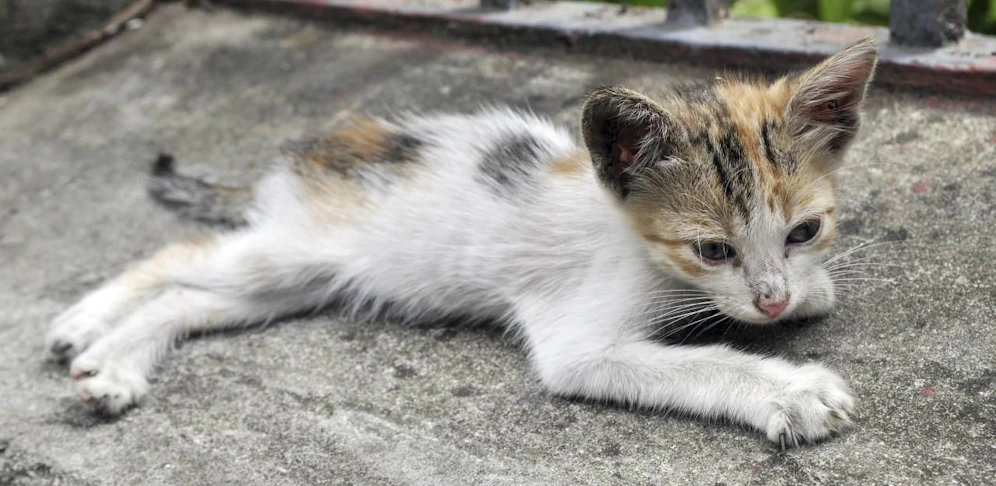 Ein Unbekannter hat auf eine Katze geschossen