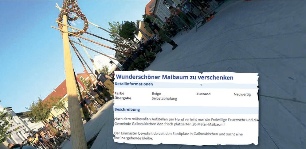 Weil ihn seit  fünf Jahren keiner gestohlen hatte, verschenkte Gallneukirchen seinen Maibaum.