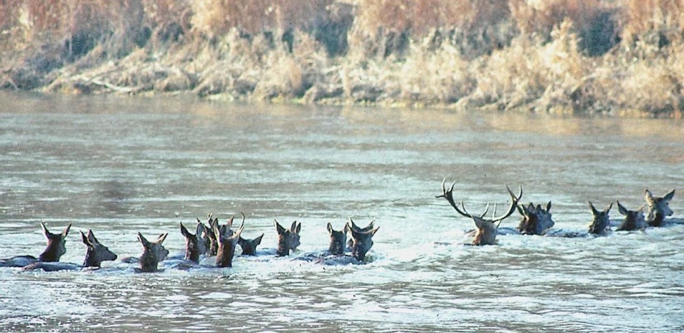 Das Rotwild bei der Wasserquerung im Nationalpark Donau-Auen. 