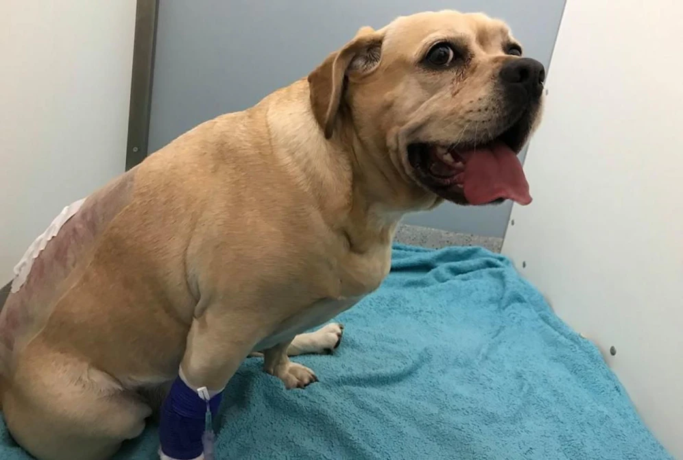 Hund Rocky nach der Operation.