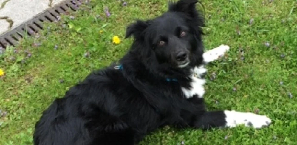 Hund "Benjo" ist seit dem 25. Oktober abgängig, wer hat ihn gesehen?
