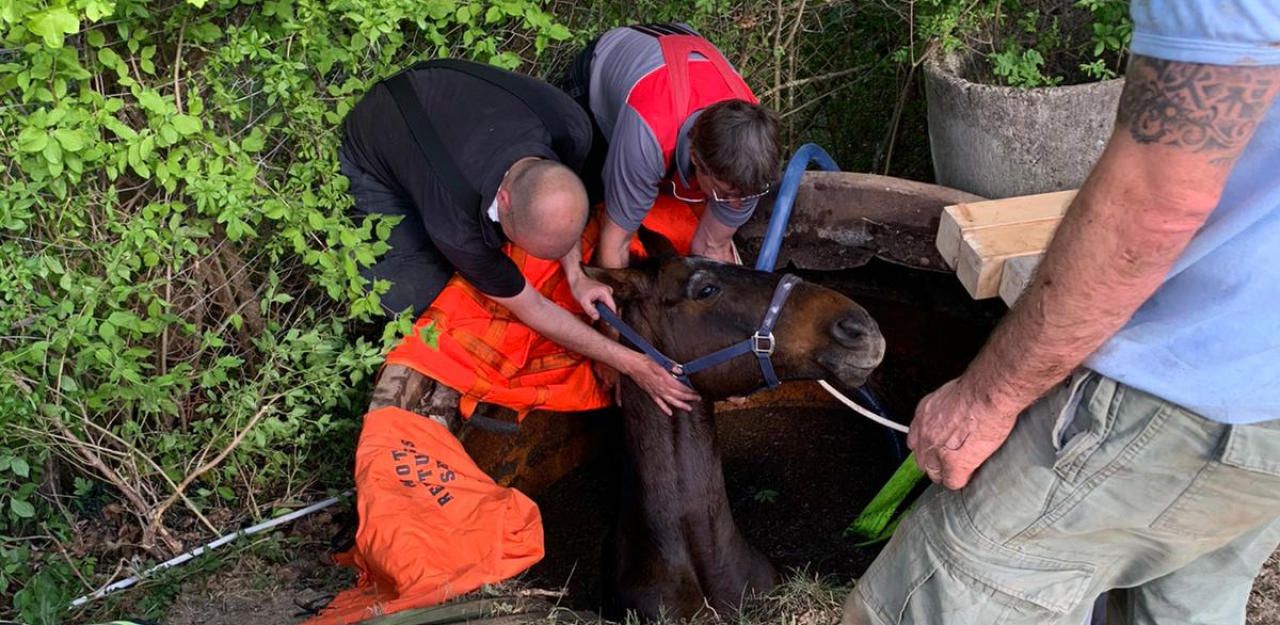 Heute.at - Feuerwehr rettete Pferd per Kran vor dem Ertrinken