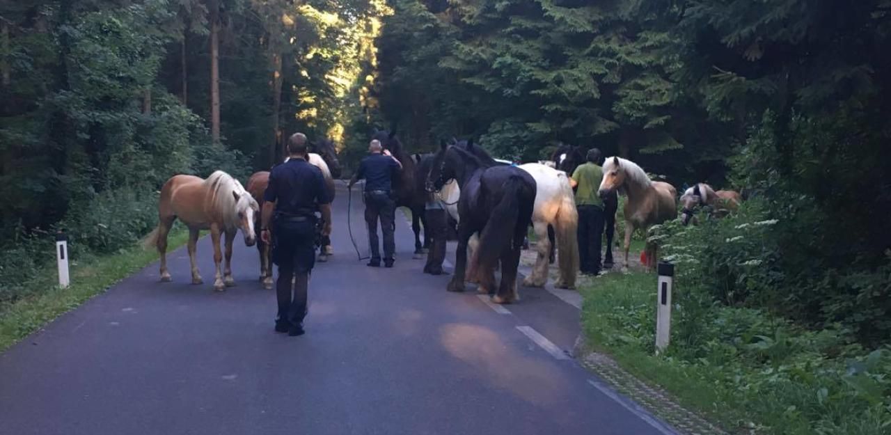 Heute.at - Pferde entlaufen: 12 PS bremsen Autofahrer aus