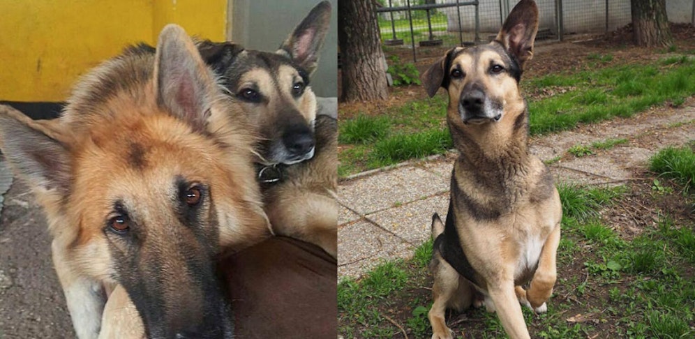 Lennox (Schäfer links) und Merlin (rechts)