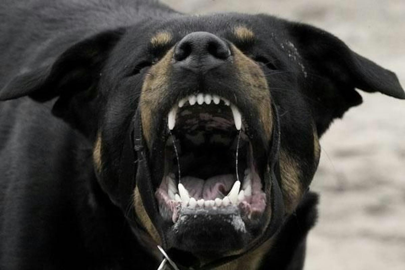 Rottweiler beißt Beamten (25) bei Einsatz wegen Pyro