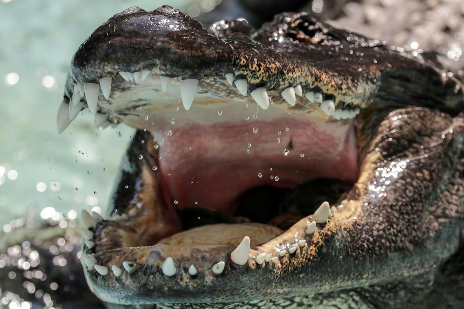 Vor der Ostküste der USA ist eine Frau in einer Lagune von einem Alligator getötet worden.