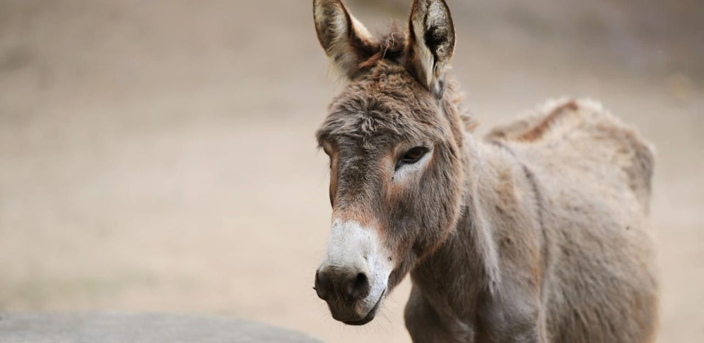 Vier der Esel wurden getötet.