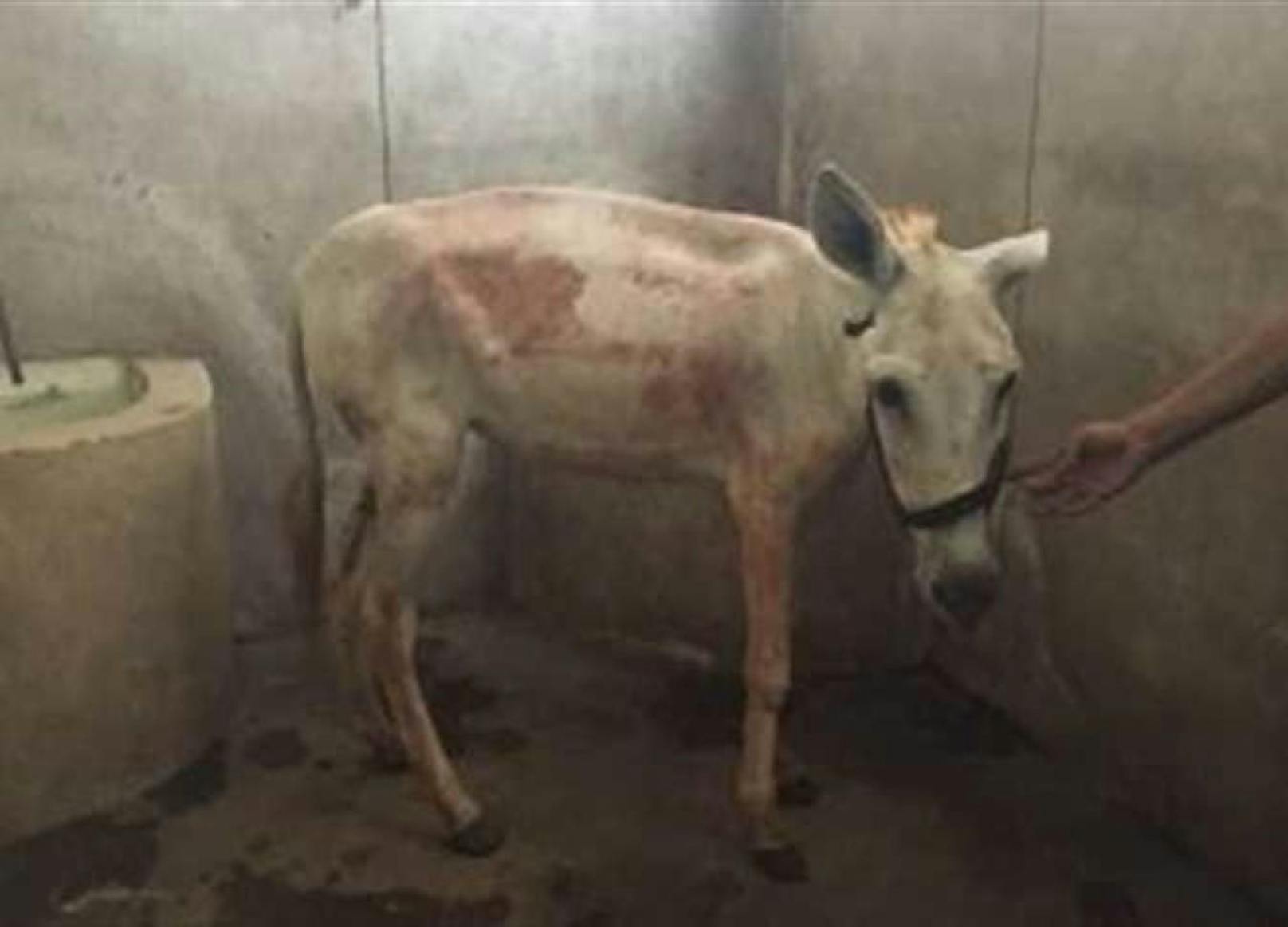 Der Anblick dieses misshandelten und verwahrlosten Esels ging Ägypten-Touristen aus der Schweiz nahe. Gemeinsam wollten sie ihn vor seinem Peiniger retten.