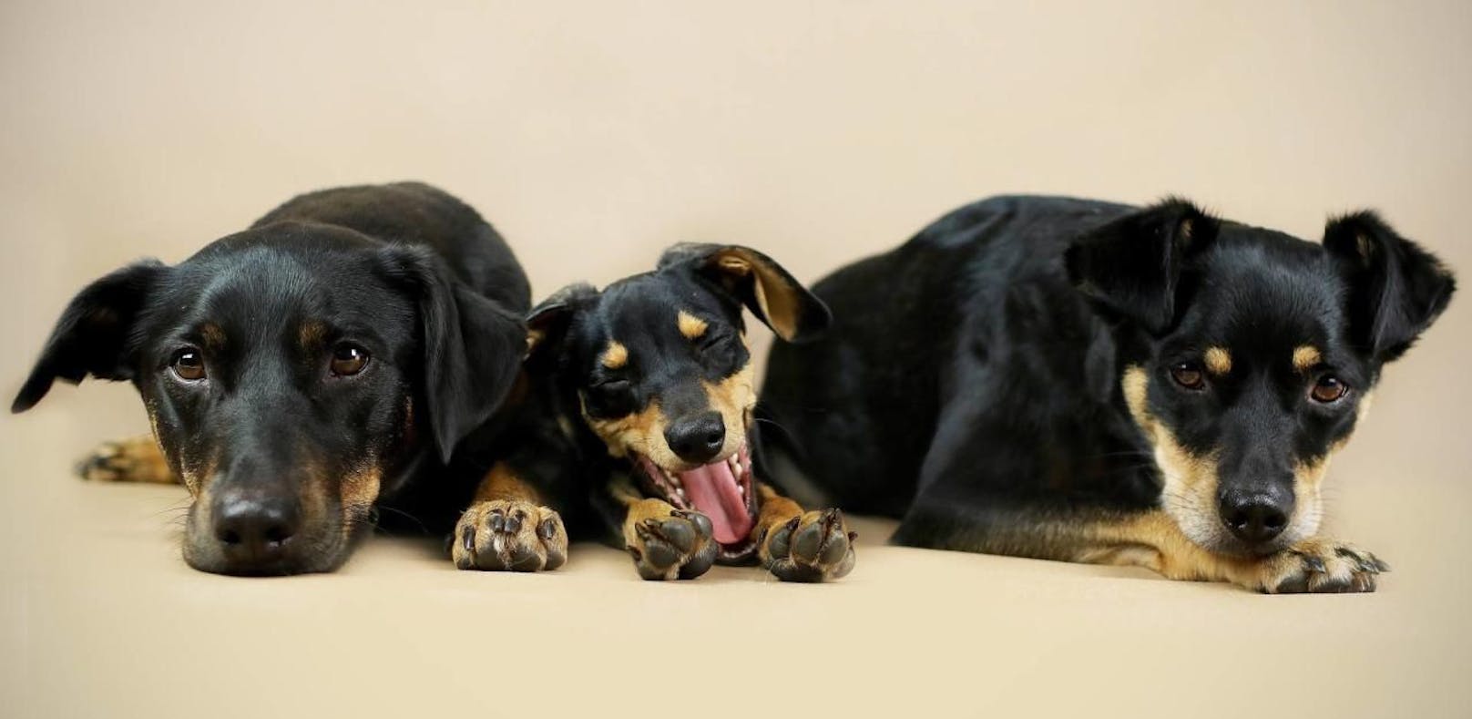Die süßesten Hundefotos unserer "Heute"-Leser