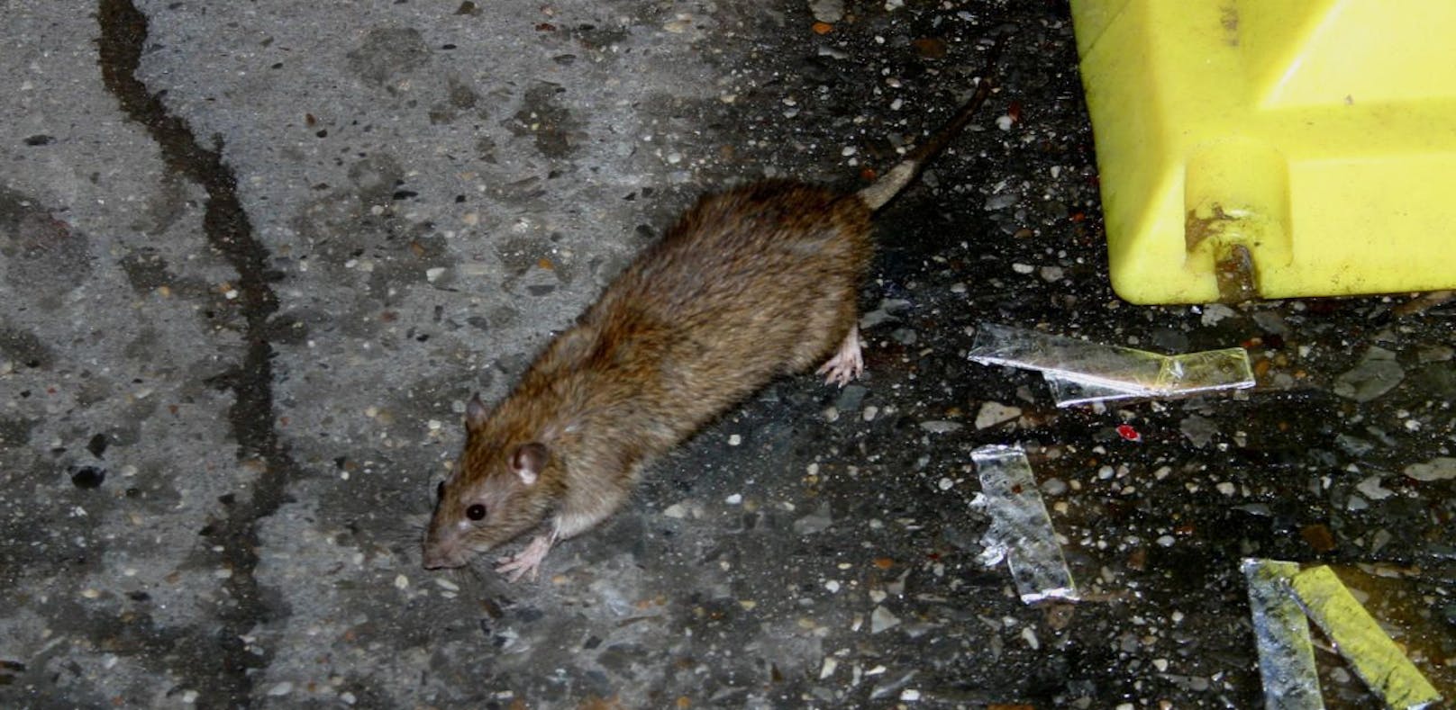 Rattenplage durch kompostierte Speisereste und Küchenabfälle. (Symbolbild)