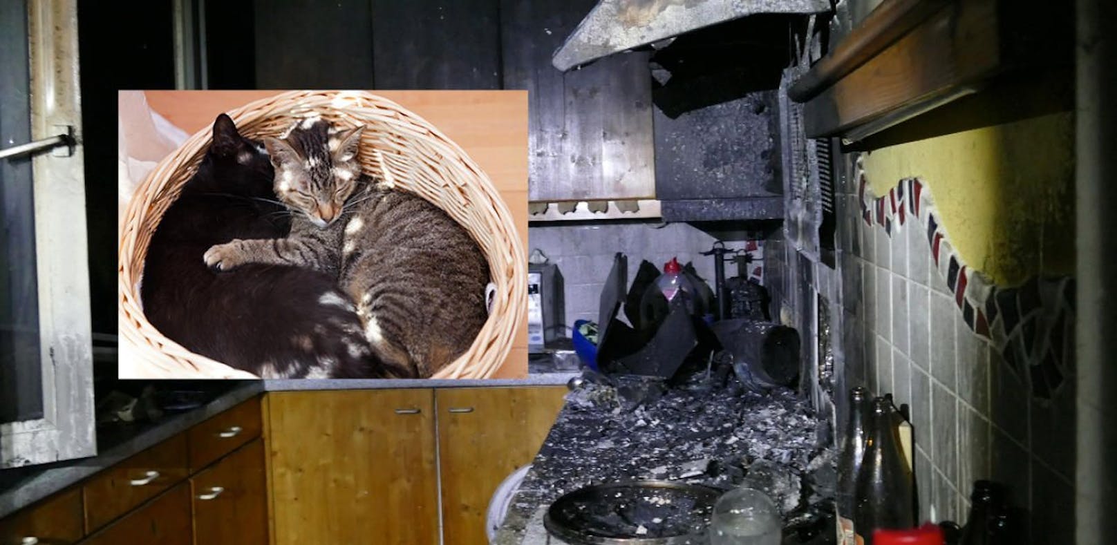 Großer Schaden nach Küchenbrand, die Feuerwehr konnte zwei Katzen rechtzeitig retten.