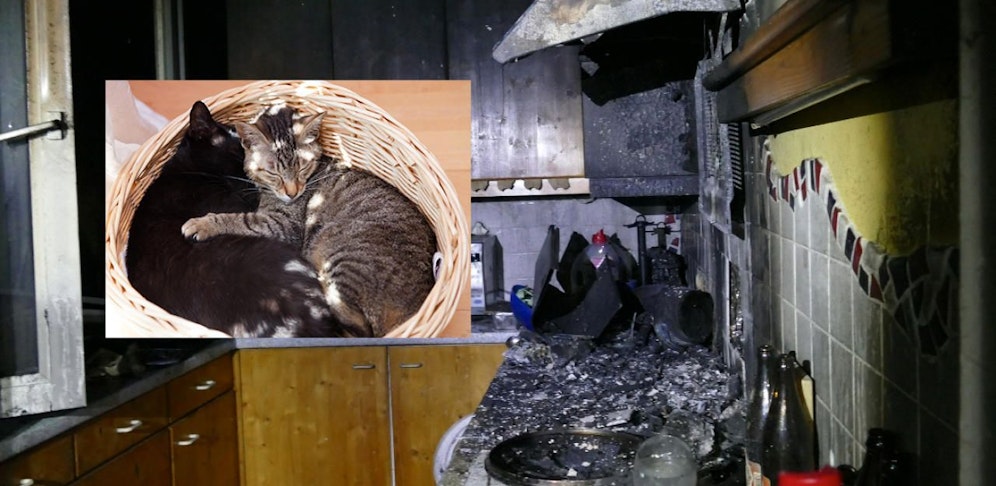 Großer Schaden nach Küchenbrand, die Feuerwehr konnte zwei Katzen rechtzeitig retten.