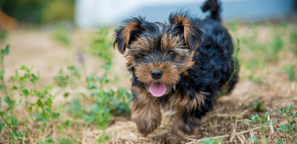 Ein süßer Yorkshire Terrier musste sterben.
