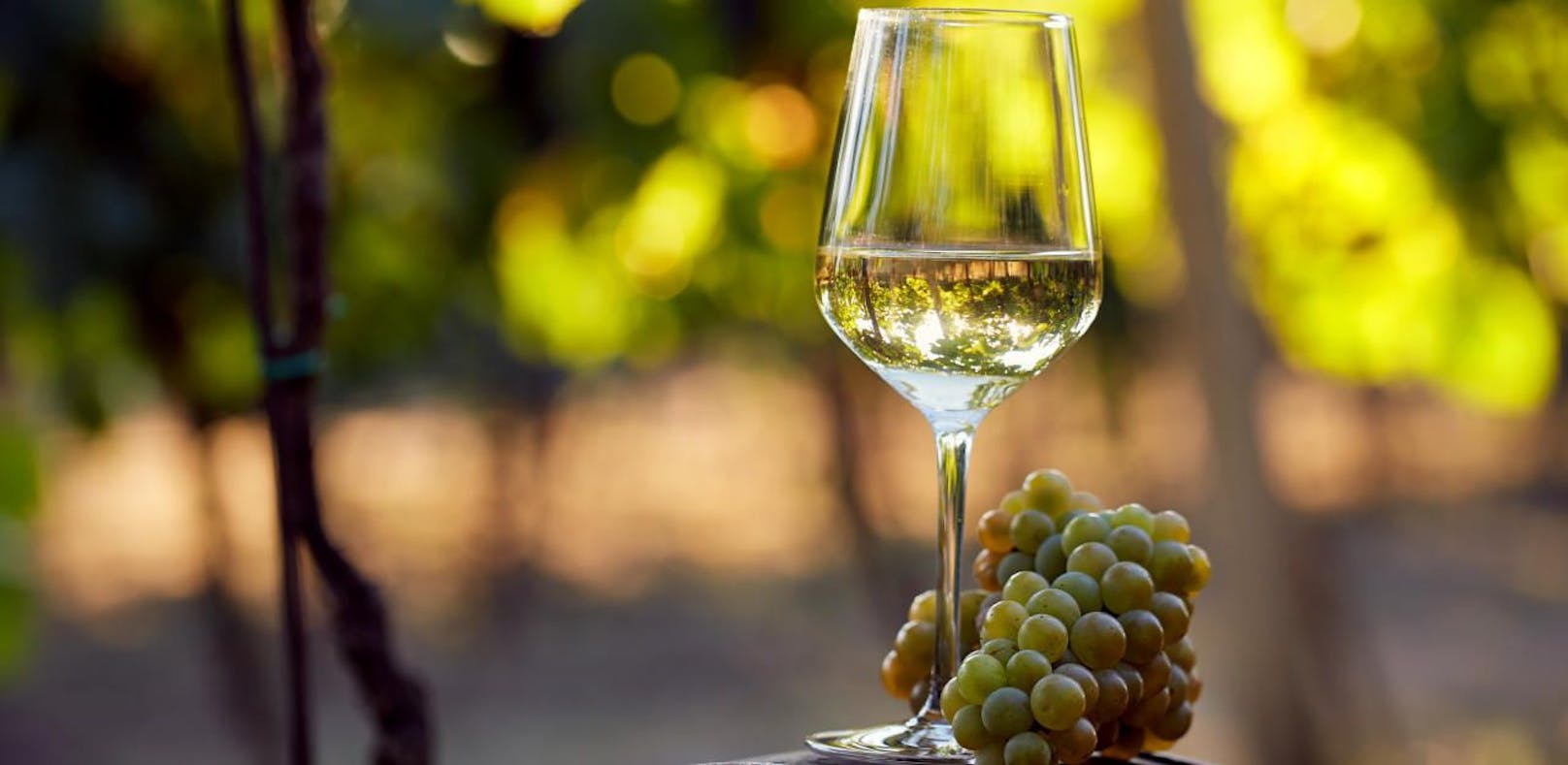 Glyphosat bedroht die Qualität unserer Weine