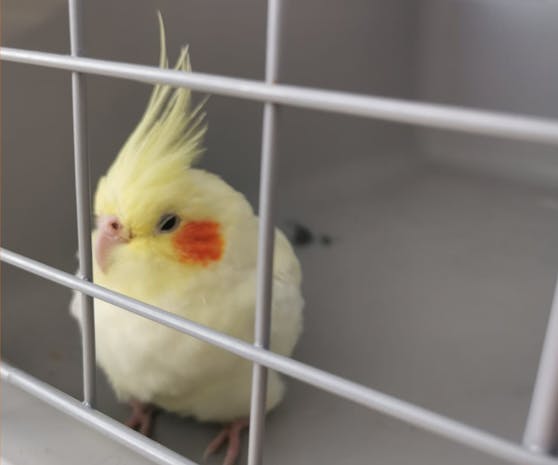 Nach seinem kurzen Aufenthalt auf dem Polizeirevier holte das TierQuartier den Vogel ab.