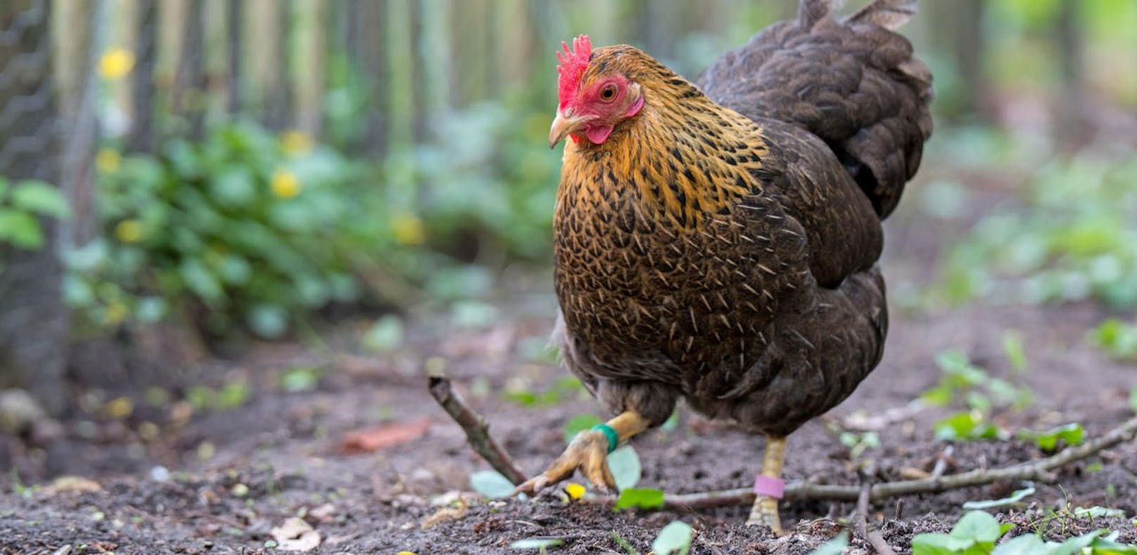 Vier der 20 Hühner sollen wegen des Gifts gestorben sein.