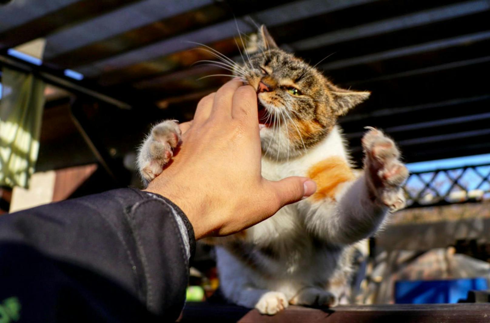 Eine Hauskatze beißt nach einer Hand. Symbolfoto